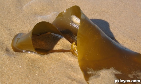 Kelp